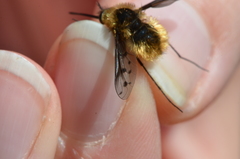 Bombylius discolor