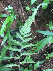 Deparia