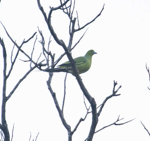 Pin-tailed Green Pigeon (Treron apicauda), photo 7
