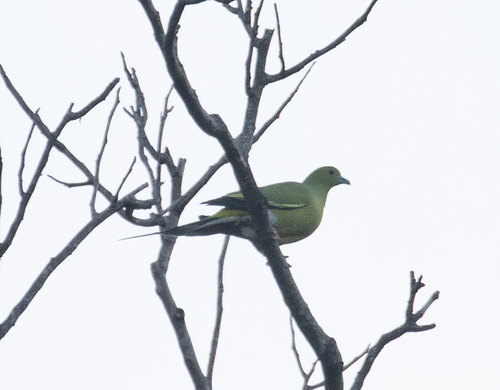 Pin-tailed Green Pigeon (Treron apicauda), photo 6