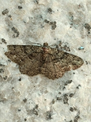 Peribatodes ilicaria