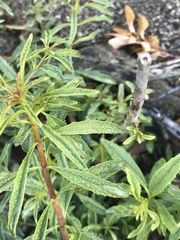 Diplacus longiflorus