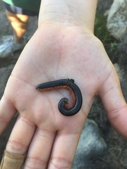 Orthoporoides