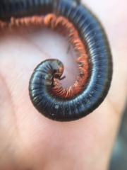 Orthoporoides