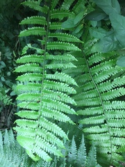 Diplazium polypodioides