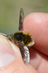 Bombylius