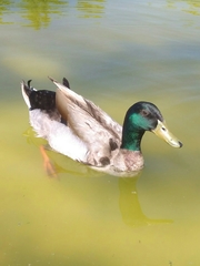 Anas platyrhynchos