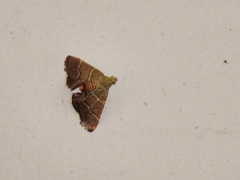 Stemmatophora flavicaput