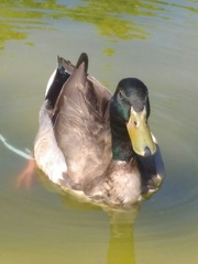 Anas platyrhynchos