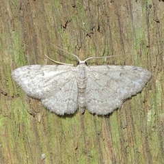 Idaea violacearia