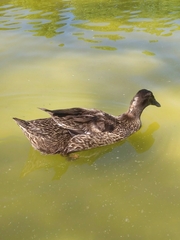 Anas platyrhynchos