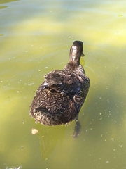 Anas platyrhynchos