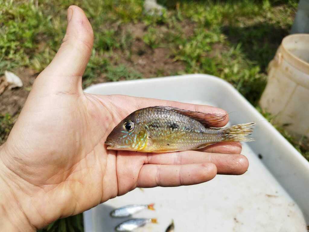 Geophagus mirabilis