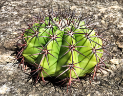 Melocactus neryi