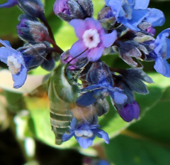 Proserpinus clarkiae