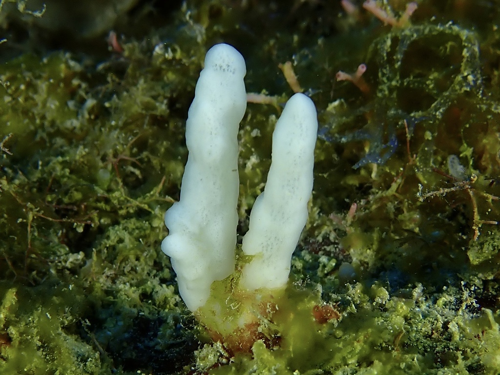 Jamaica boring sponge