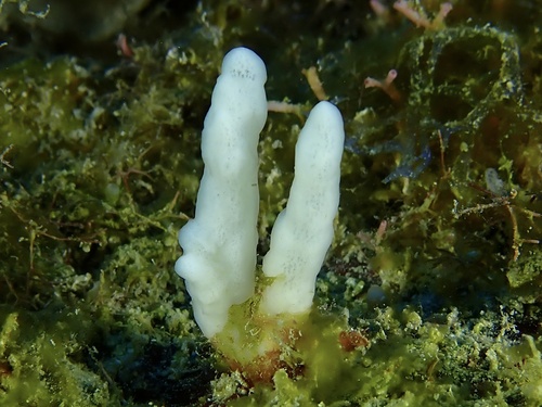 Jamaica boring sponge