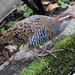 Buff-banded Rail - Photo (c) David Midgley, some rights reserved (CC BY-NC-ND)