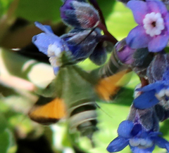 Proserpinus clarkiae