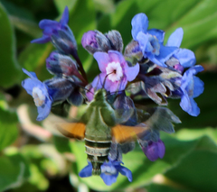 Proserpinus clarkiae