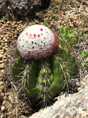 Melocactus neryi