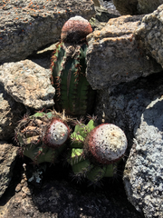 Melocactus neryi