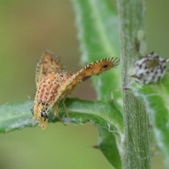 Paracantha culta