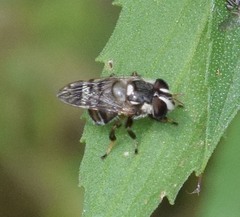 Copestylum tamaulipanum