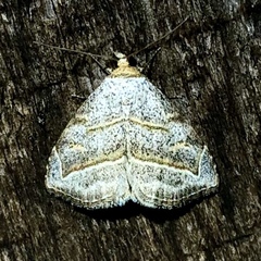 Oxycilla mitographa