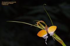 Eooxylides tharis distanti