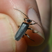 Cantharis reichei - Photo (c) florianwolf, some rights reserved (CC BY-NC), uploaded by florianwolf