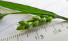 Inflated Narrow-leaved Sedge - Photo (c) Cathy Murray, some rights reserved (CC BY-NC), uploaded by Cathy Murray