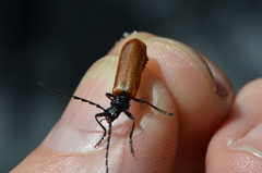 Cantharis palliata