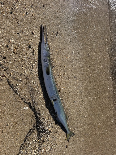 Alligator gar (Tylosurus gavialoides) — Belonidae — 3
