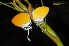 Eooxylides tharis distanti