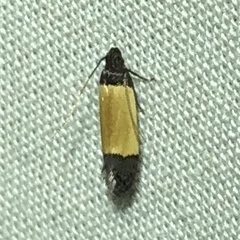 Anacampsis coverdalella