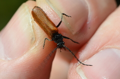 Cantharis palliata