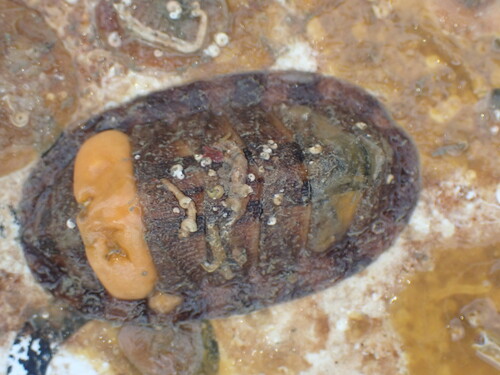 Lorica haurakiensis