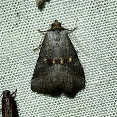 Hyperstrotia flaviguttata