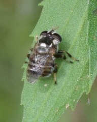 Copestylum tamaulipanum