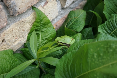European Tree Frog, Overijssel, NL, photo 7 of 10