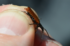 Cantharis palliata
