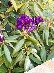 Rhododendron ponticum