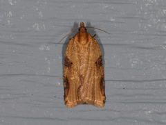 Clepsis spectrana