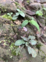 Staurogyne concinnula