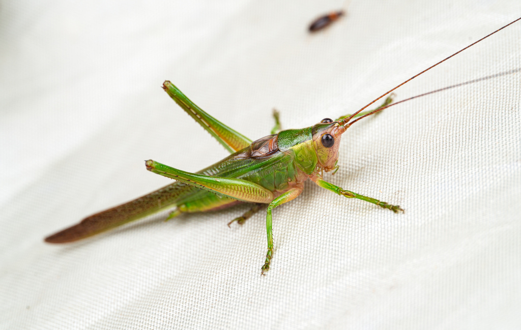 Conocephalus bambusanus