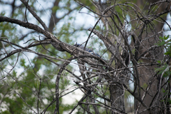 Cyanocitta cristata bromia