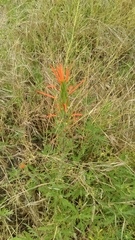 Castilleja minor stenantha