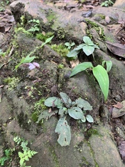 Staurogyne concinnula