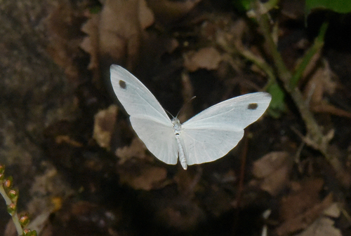 African Wood White